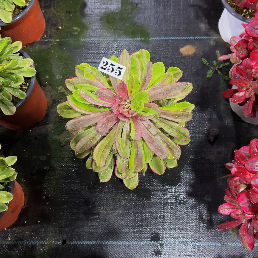 255花脸粉黛嫩庄多肉植物
