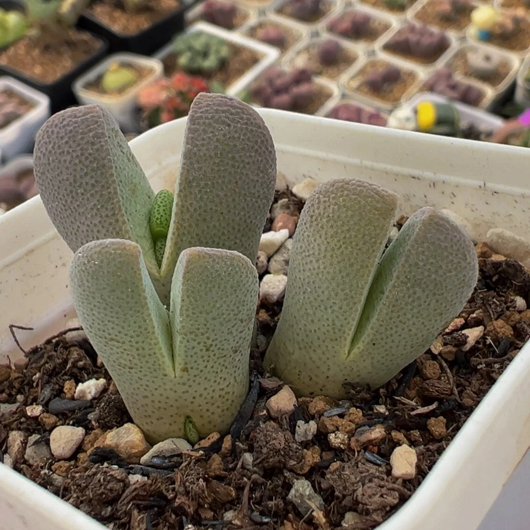 251多肉植物种类和