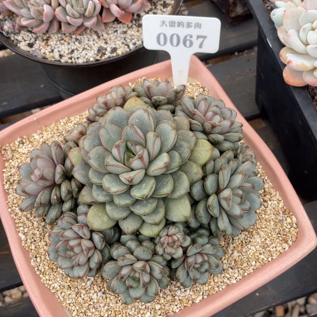 0067葡萄不带盆17厘米