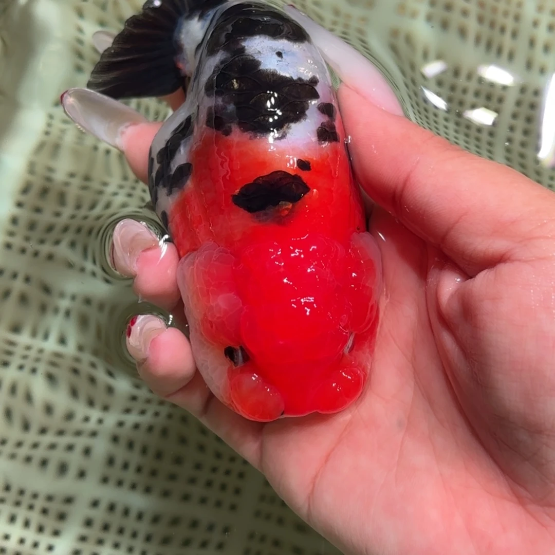 *****金鱼拍包装包邮，不拍包装运费到付