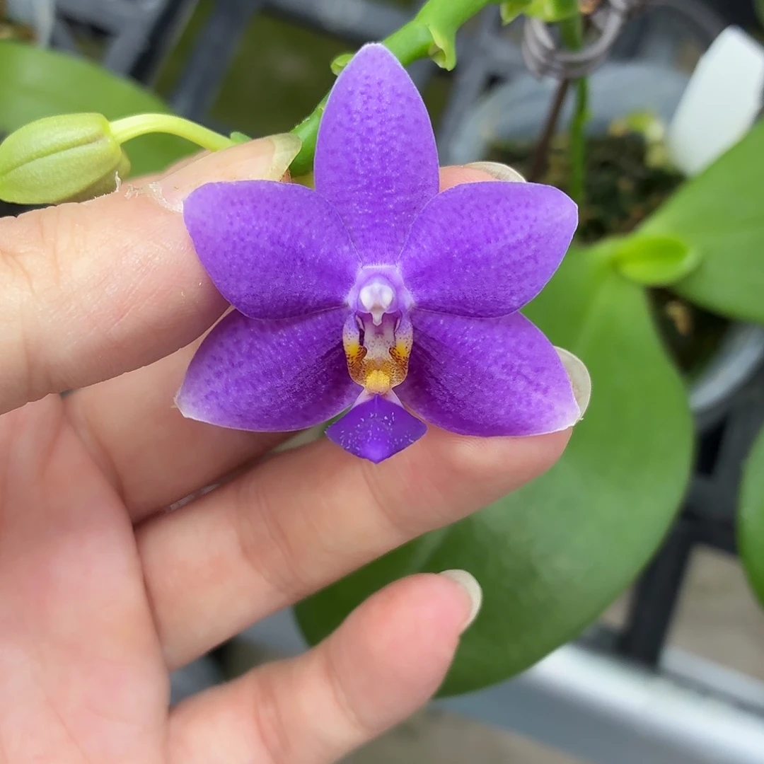 当前无花朵，栽培后可花朵A1845柳林蓝星