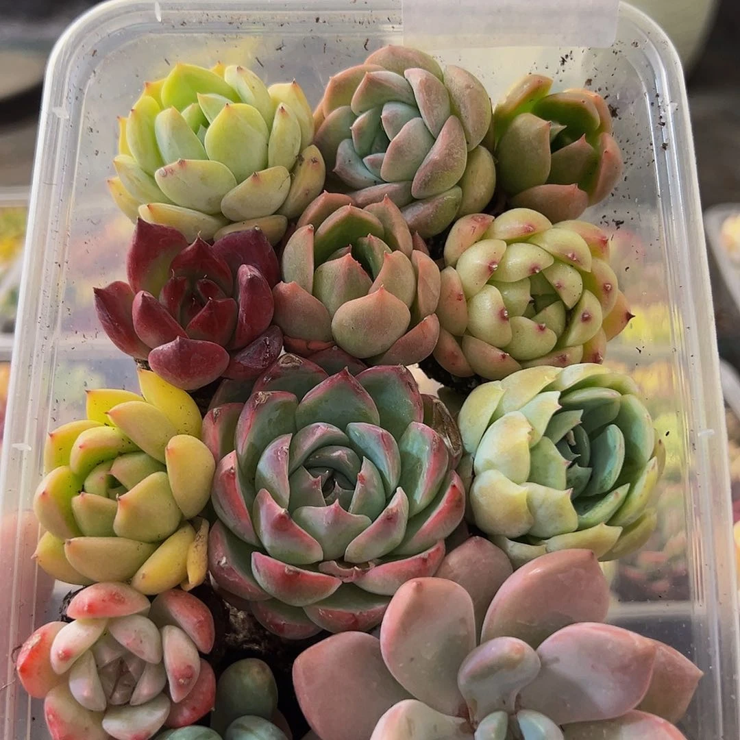724，拼盘，带盆带土发货
