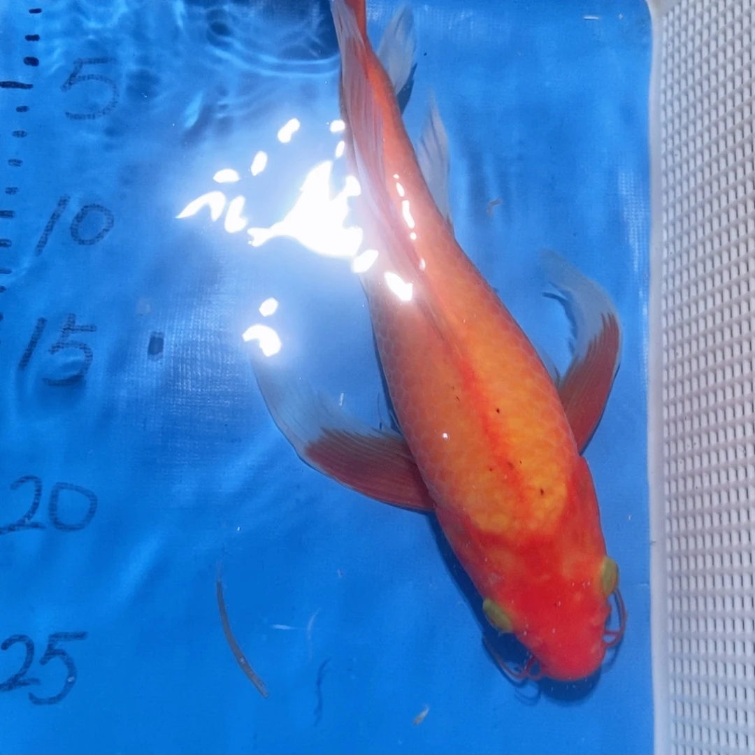 锦鲤锦鲤包邮包售后