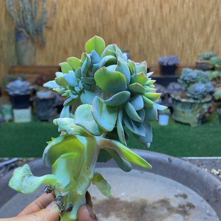 菲***菲166号白凤多肉植物