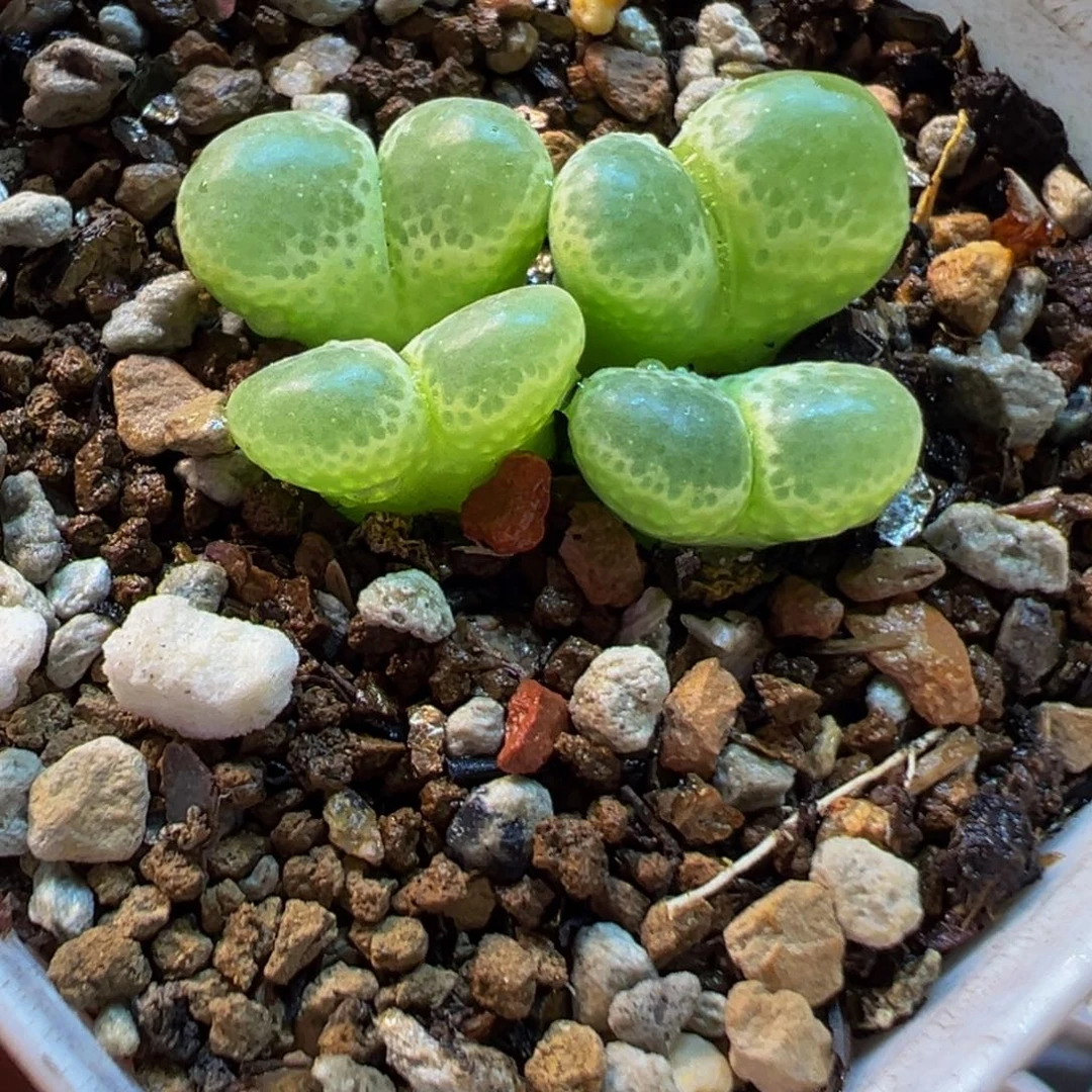 852多肉植物种类多样