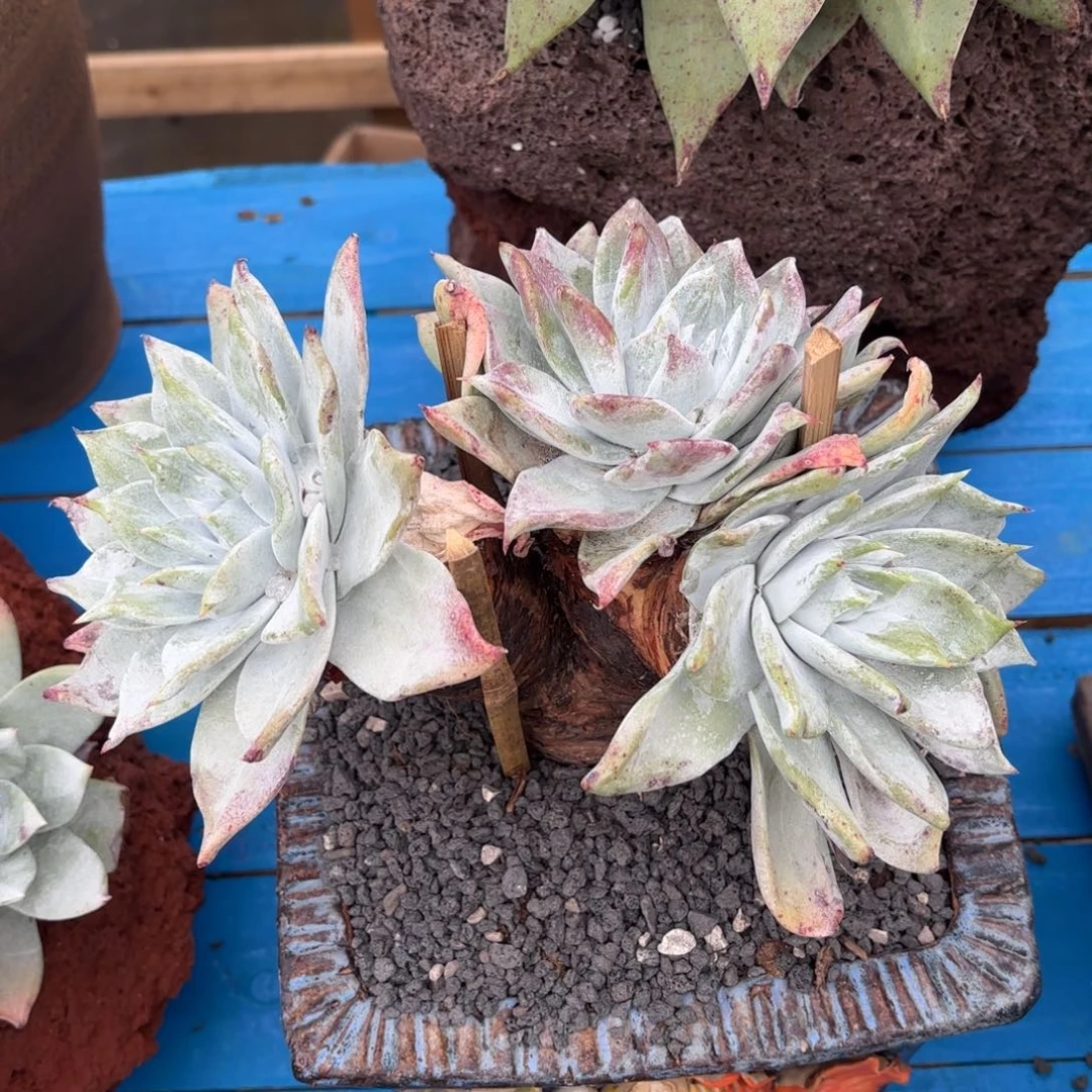 雪山杂拇指，仙女杯多肉