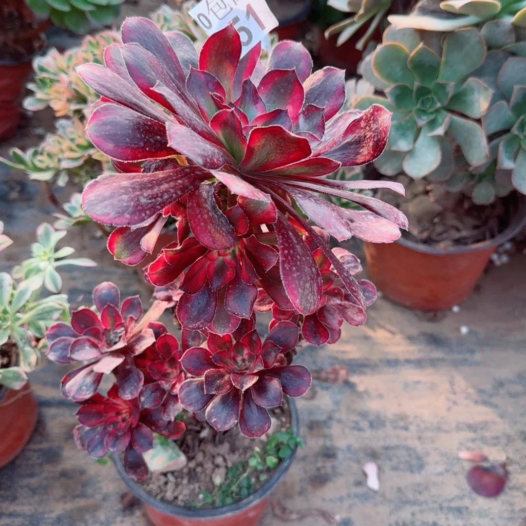 香奶351满20包邮断枝不包