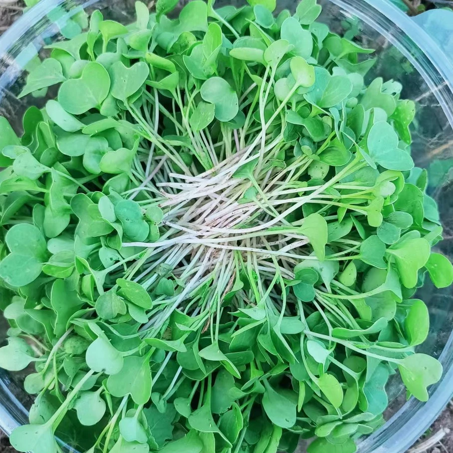 肋排 土豆3斤 长豆一斤等