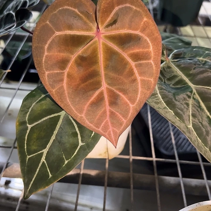 完全开放优选红水晶