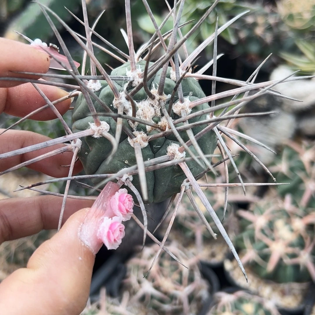 超刺天平有根仙人球666666666