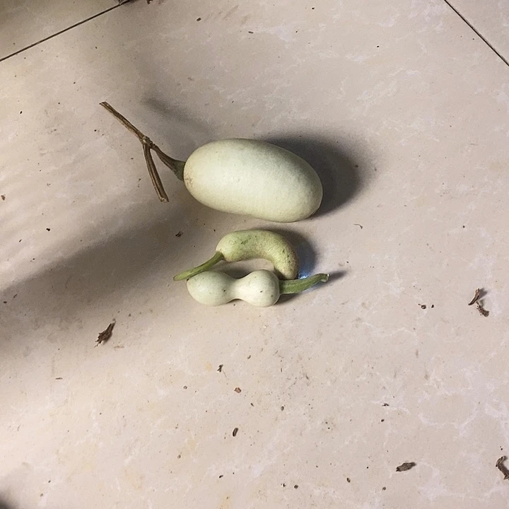 哼****青皮葫芦手把件葫芦