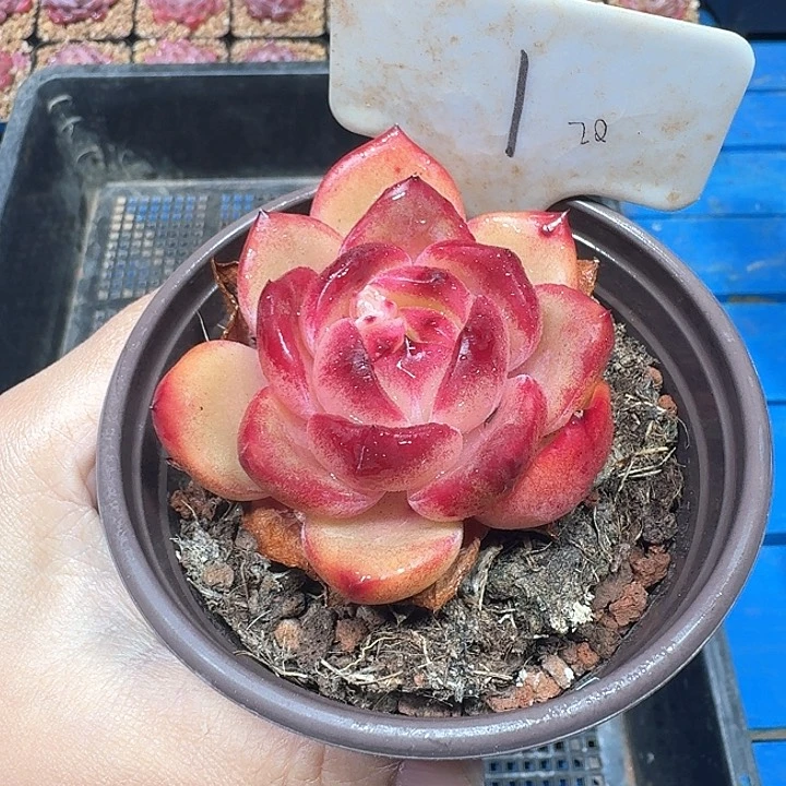 杂交多肉植物1号