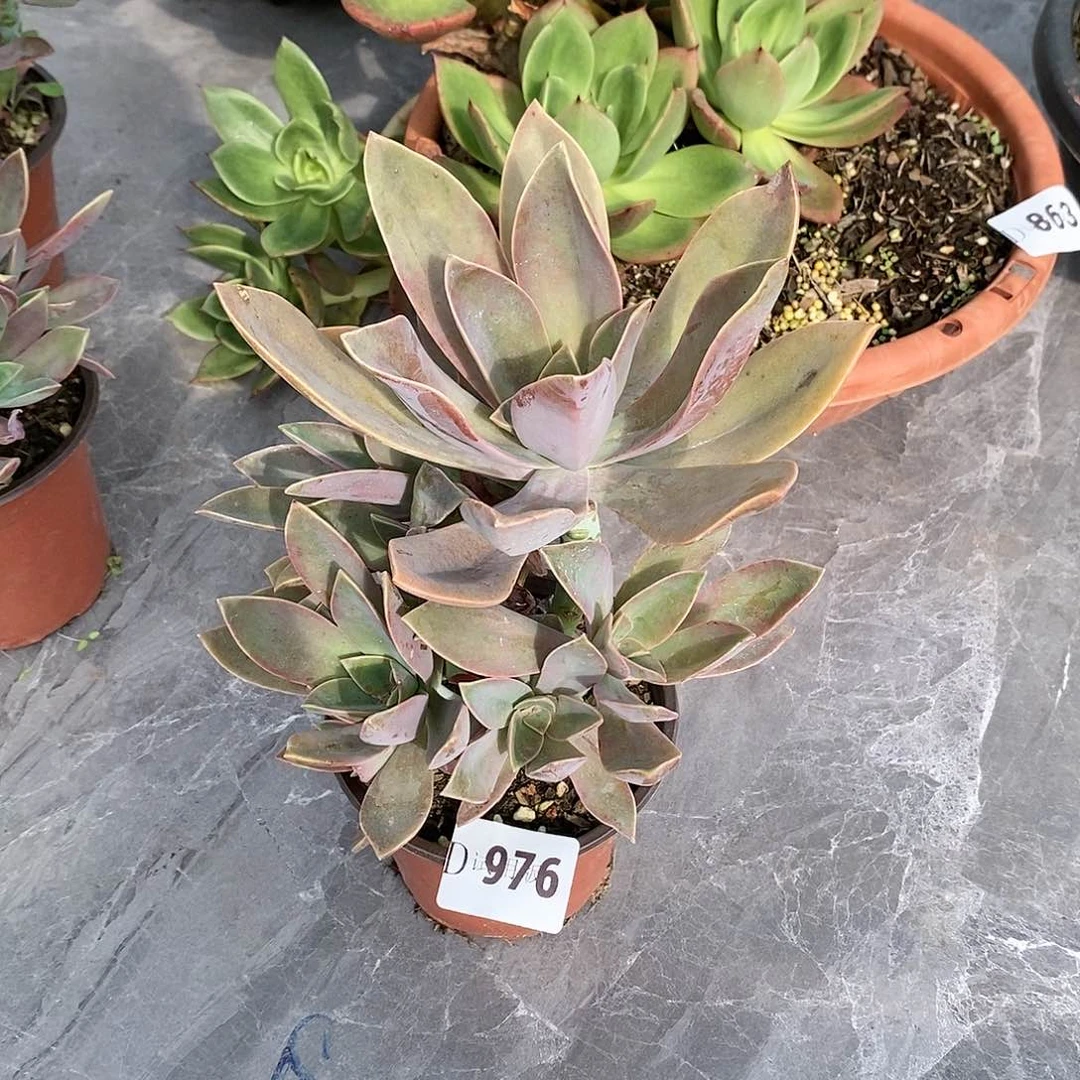 ?****?976太妃糖多肉植物
