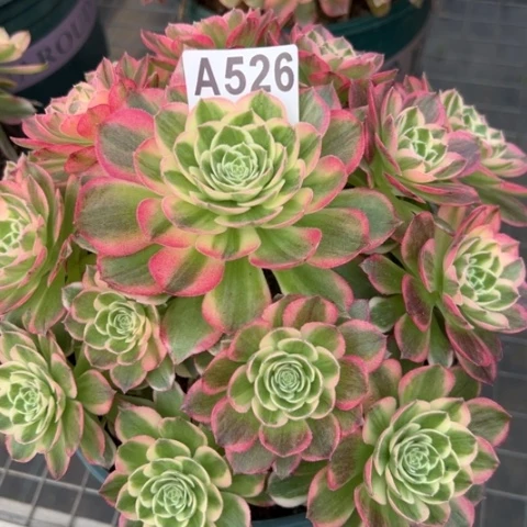 526海王22厘米左右