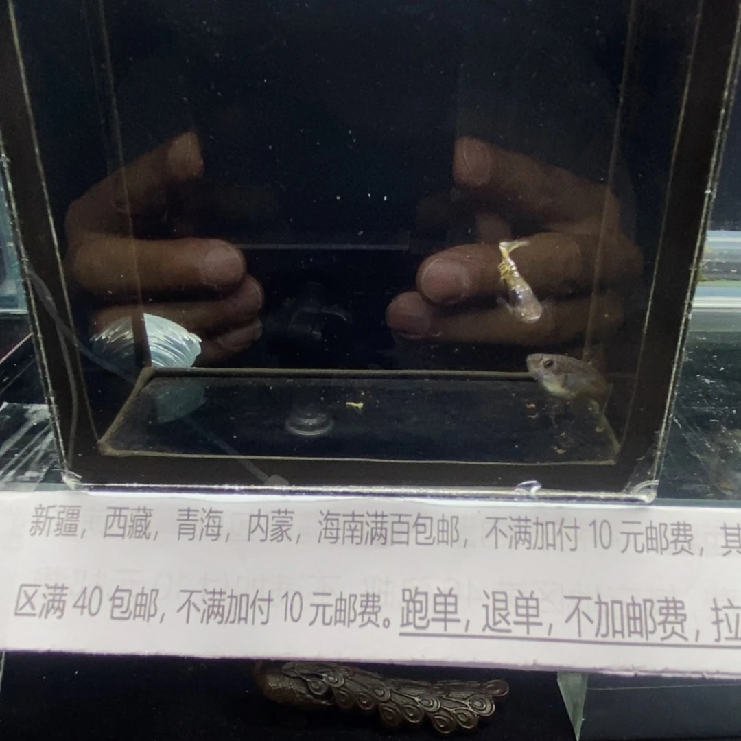 孔雀鱼银河虎斑矛尾