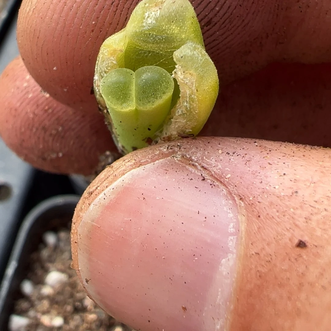 15-159量拍极窗风铃5颗