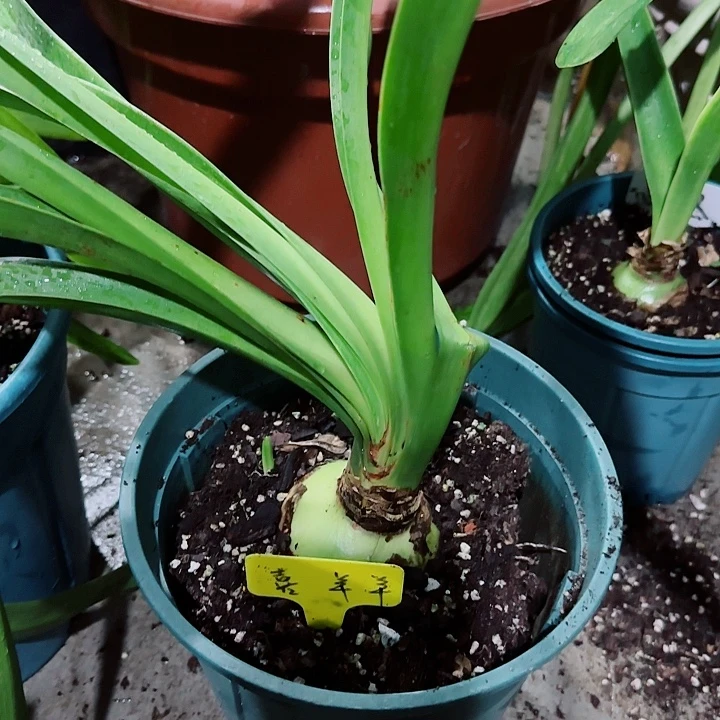 鱿****喜洋洋7cm，裸球发货