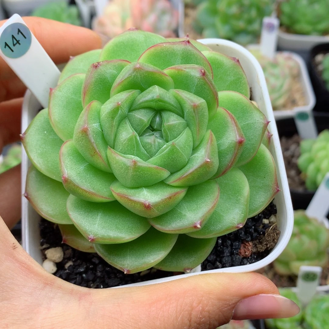 58包邮  群生不包整14