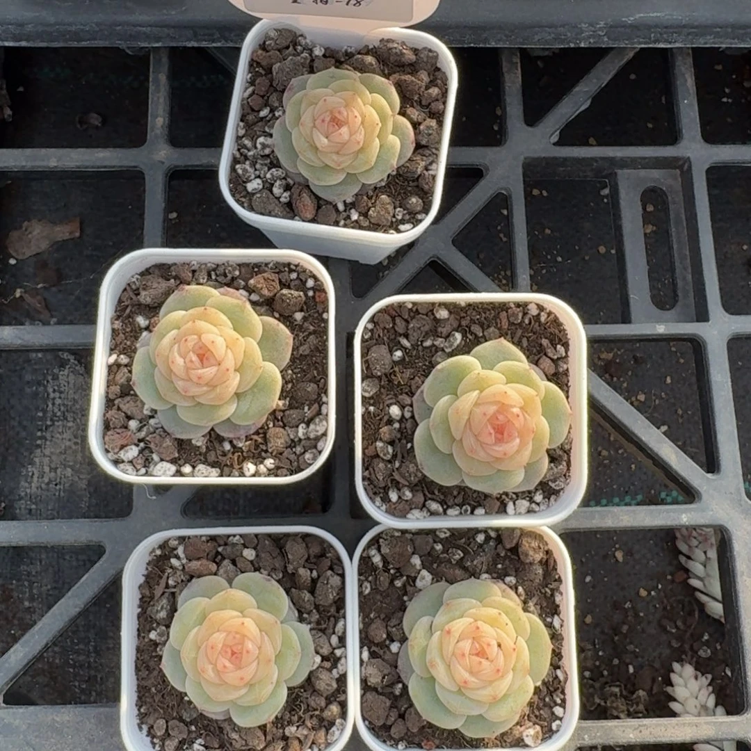 1229-018-芳草一一颗量拍