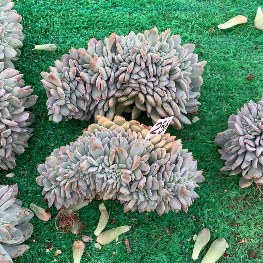 256橙子缀化多肉植物组合