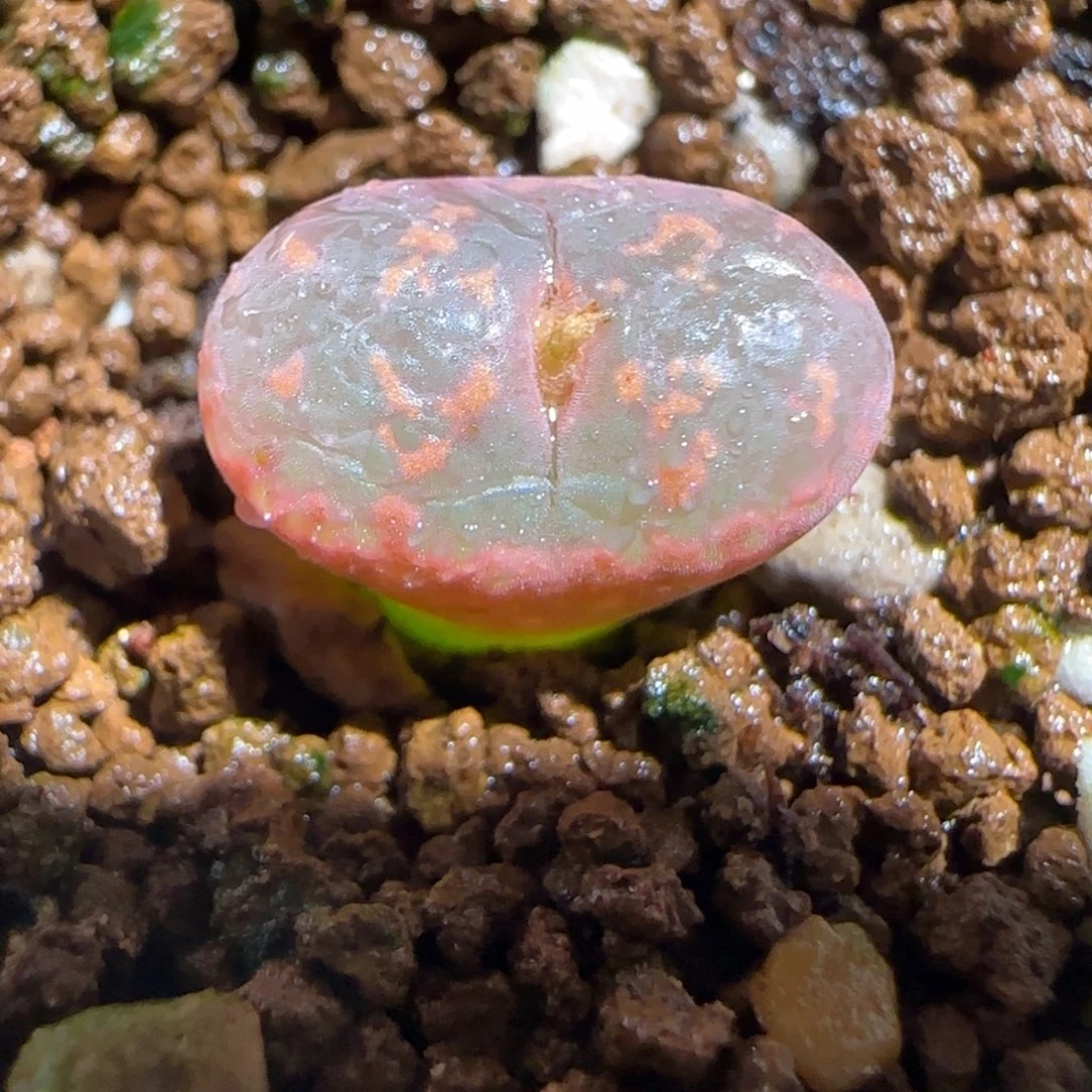 肉锥多肉植物组合-爱心勋章356