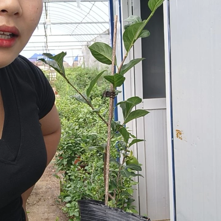 盛***园完全开放老鸭柿子