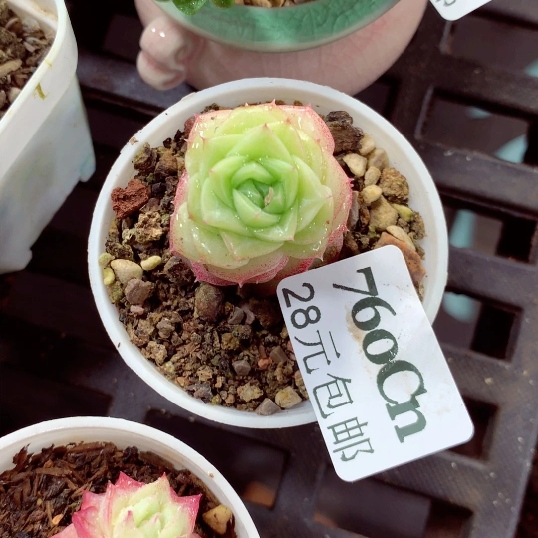 5厘米盆精控多肉760