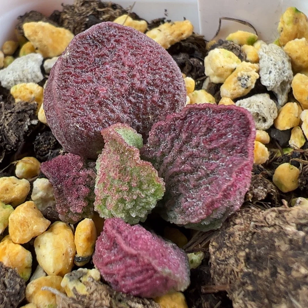 w粉色系冰晶纹路款实生新品