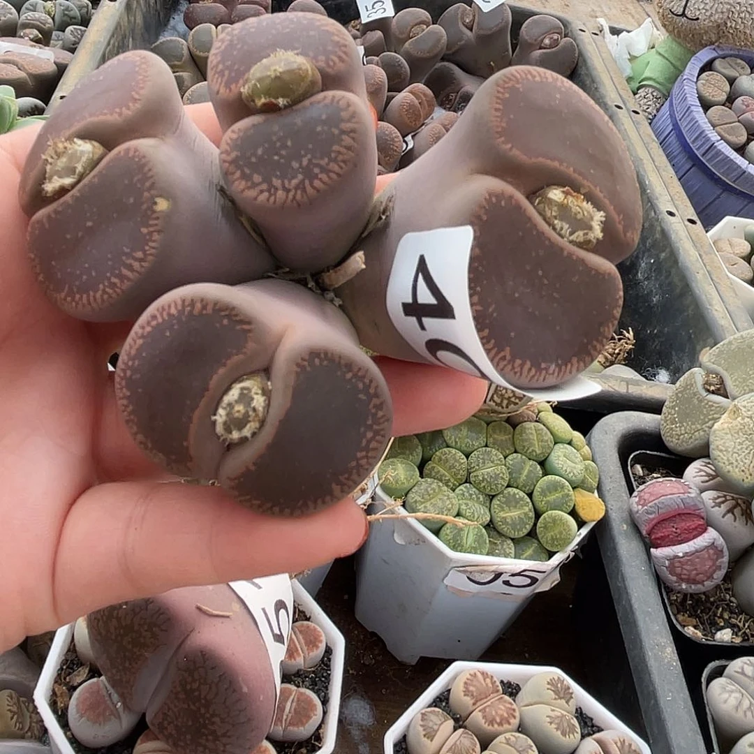 生石花一颗404000