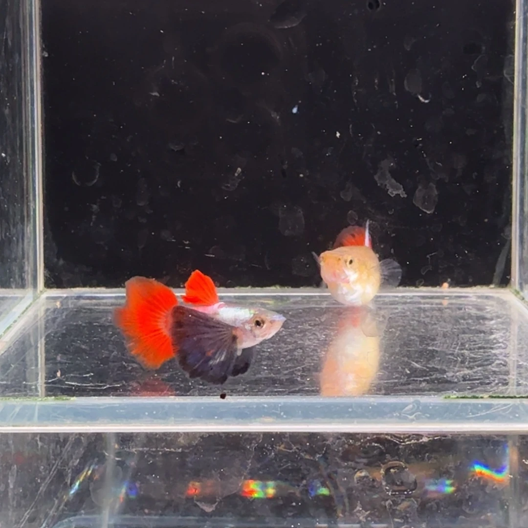 孔雀鱼鎏金花蝴蝶1对