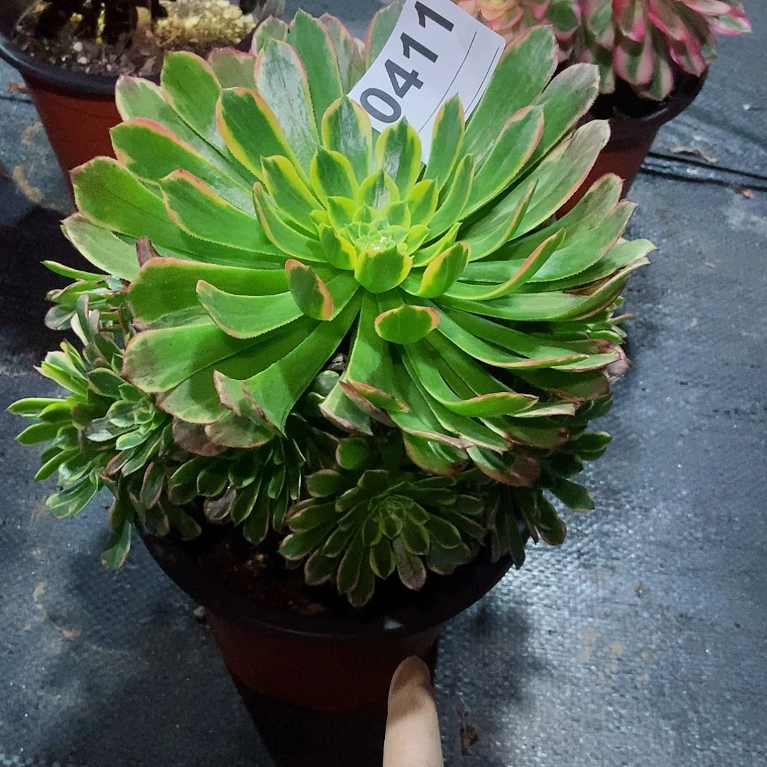 红陶0411朝霞3多肉