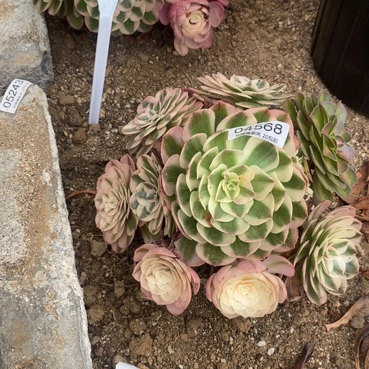 04568荔枝多肉植物