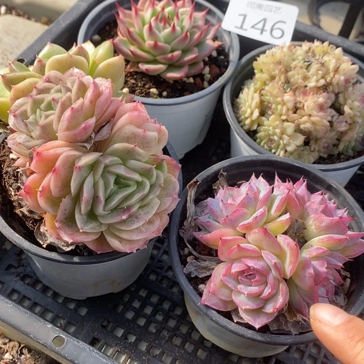 146 多肉植物盆栽植物