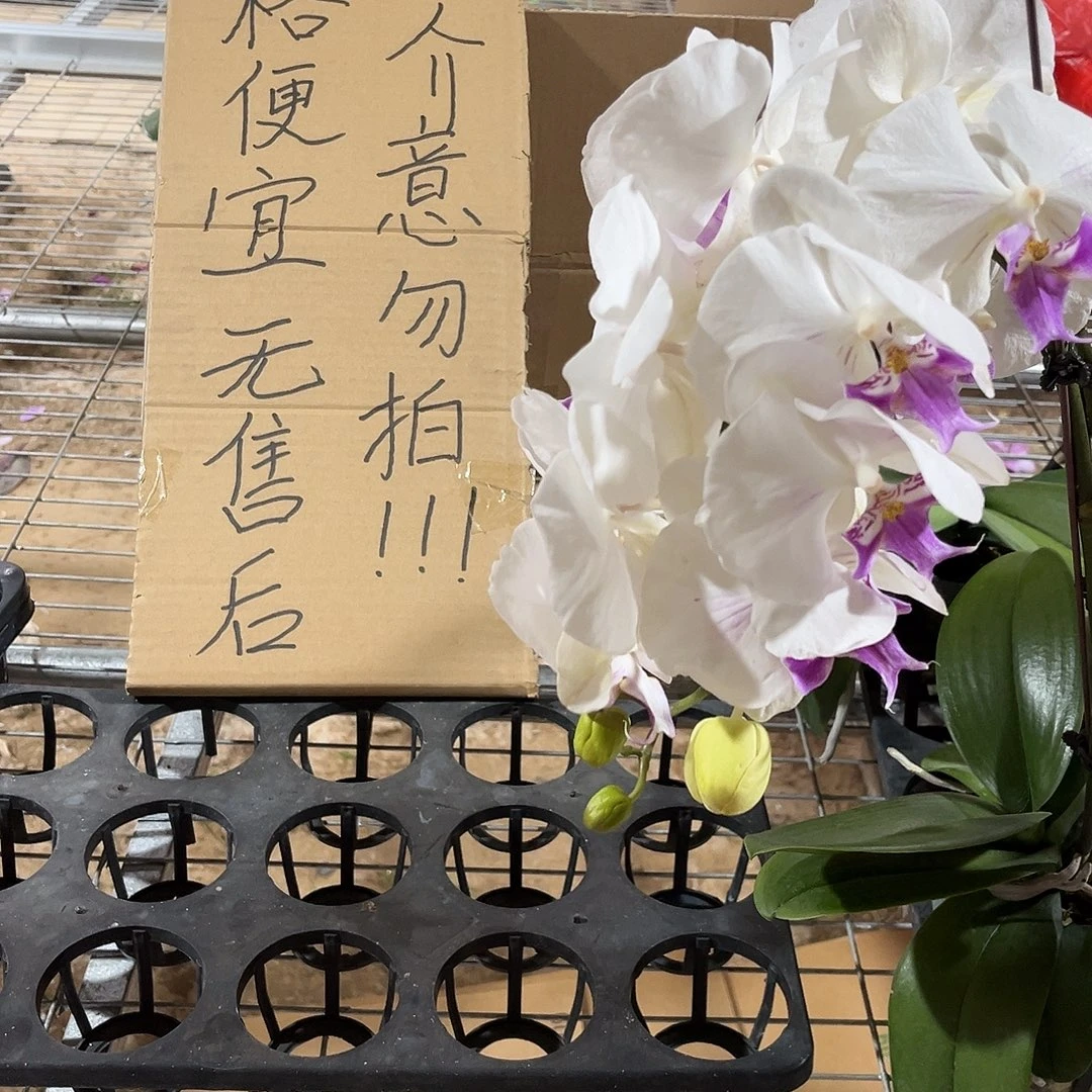 快***行完全开放蝴蝶兰1个 不售后