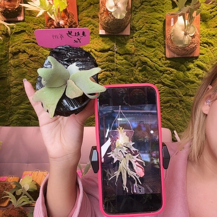 不开花植物yot 美杜莎 侧 无原牌