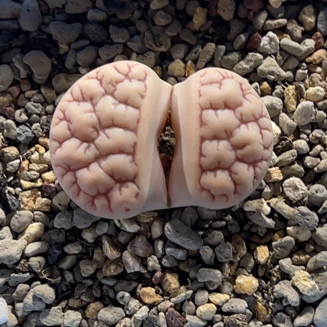 4421粉体连纹189尺寸3.2