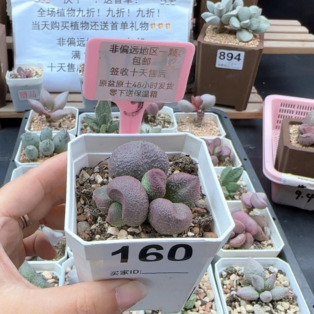 160水蜜桃多肉植物