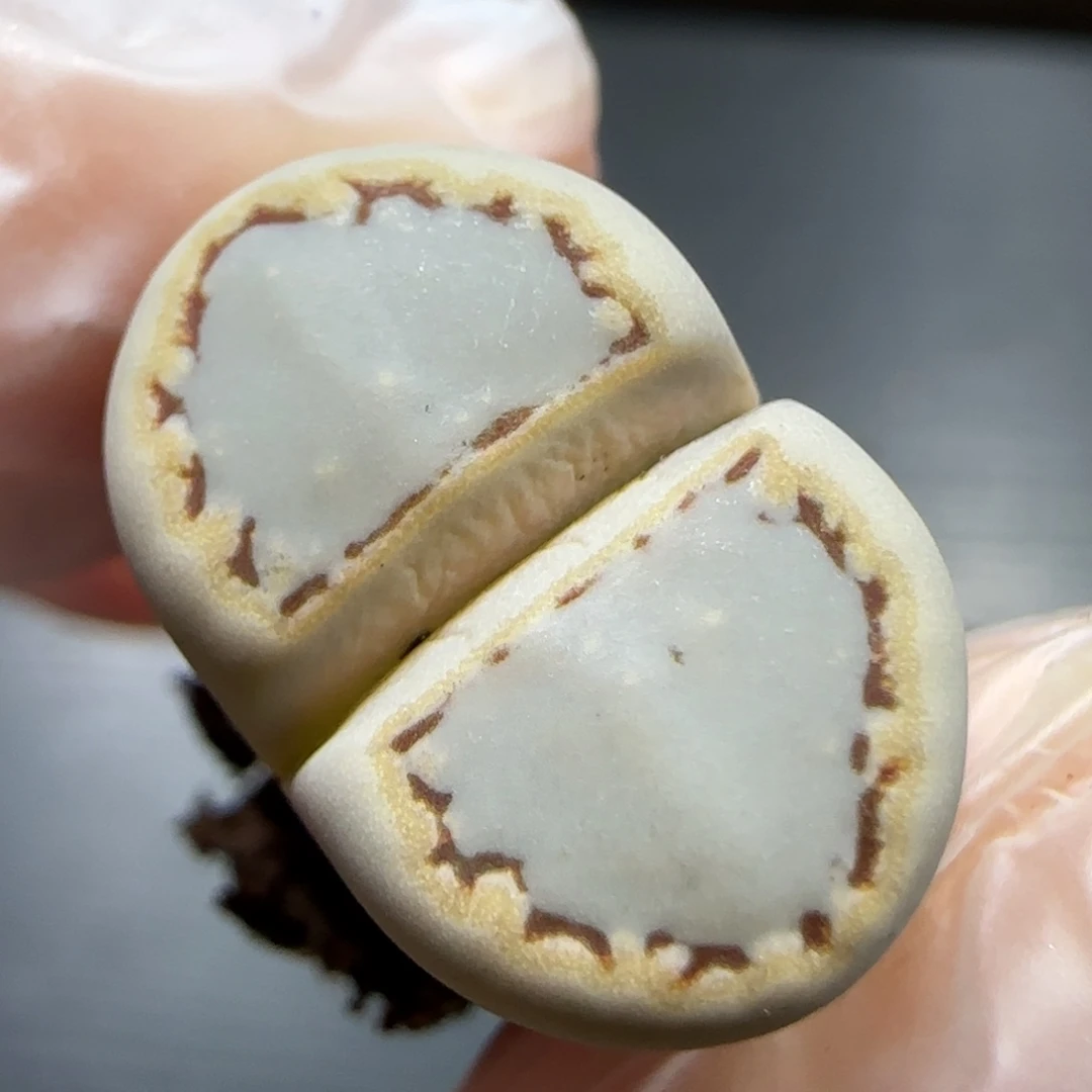 12.19。  糖霜饼干。 5002