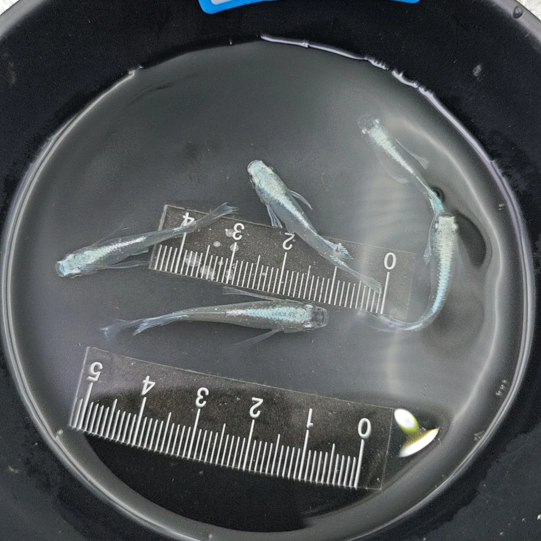 青鳉鱼观背青鳉天使之翼X天使之光4条26号