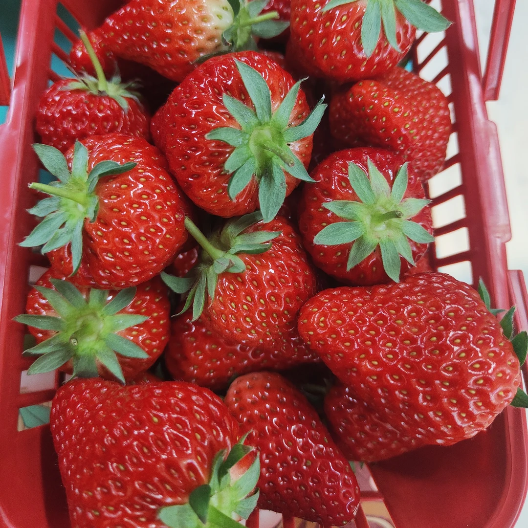草莓  当地草莓筐装2斤左右中果  产地丹东99草莓