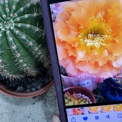 香槟彩仙人球，257899