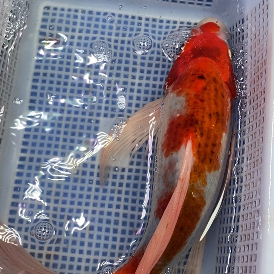 锦鲤冷水锦鲤包邮