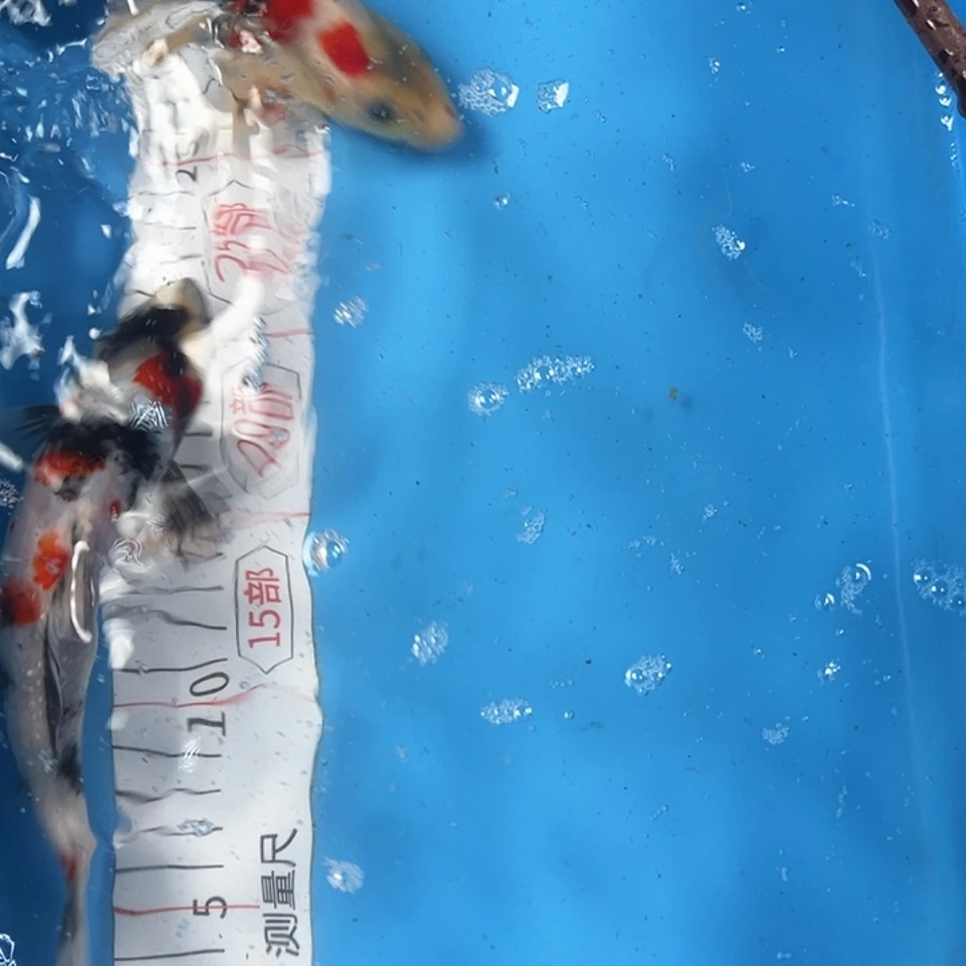 锦鲤血统锦鲤子一代