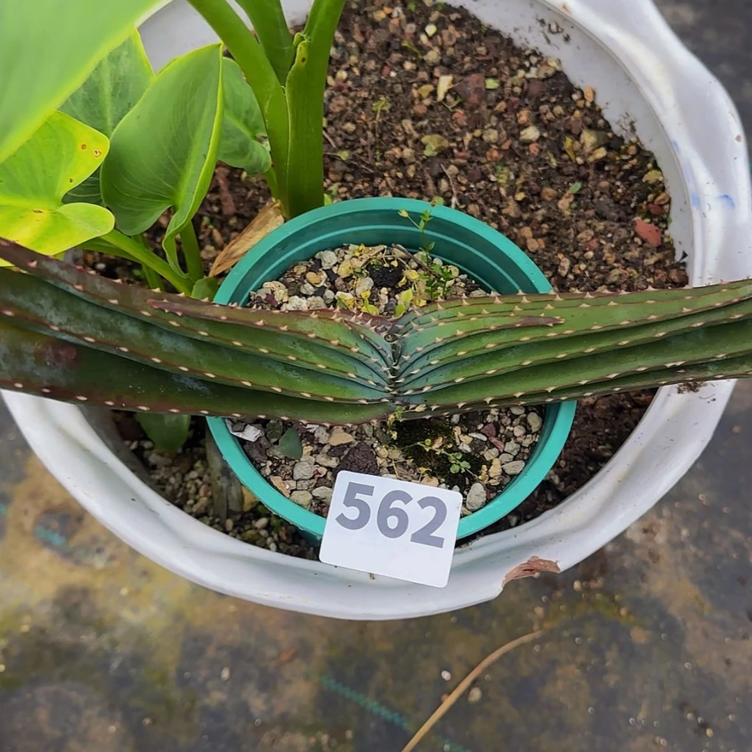 【闪购商品】F****品块根植物