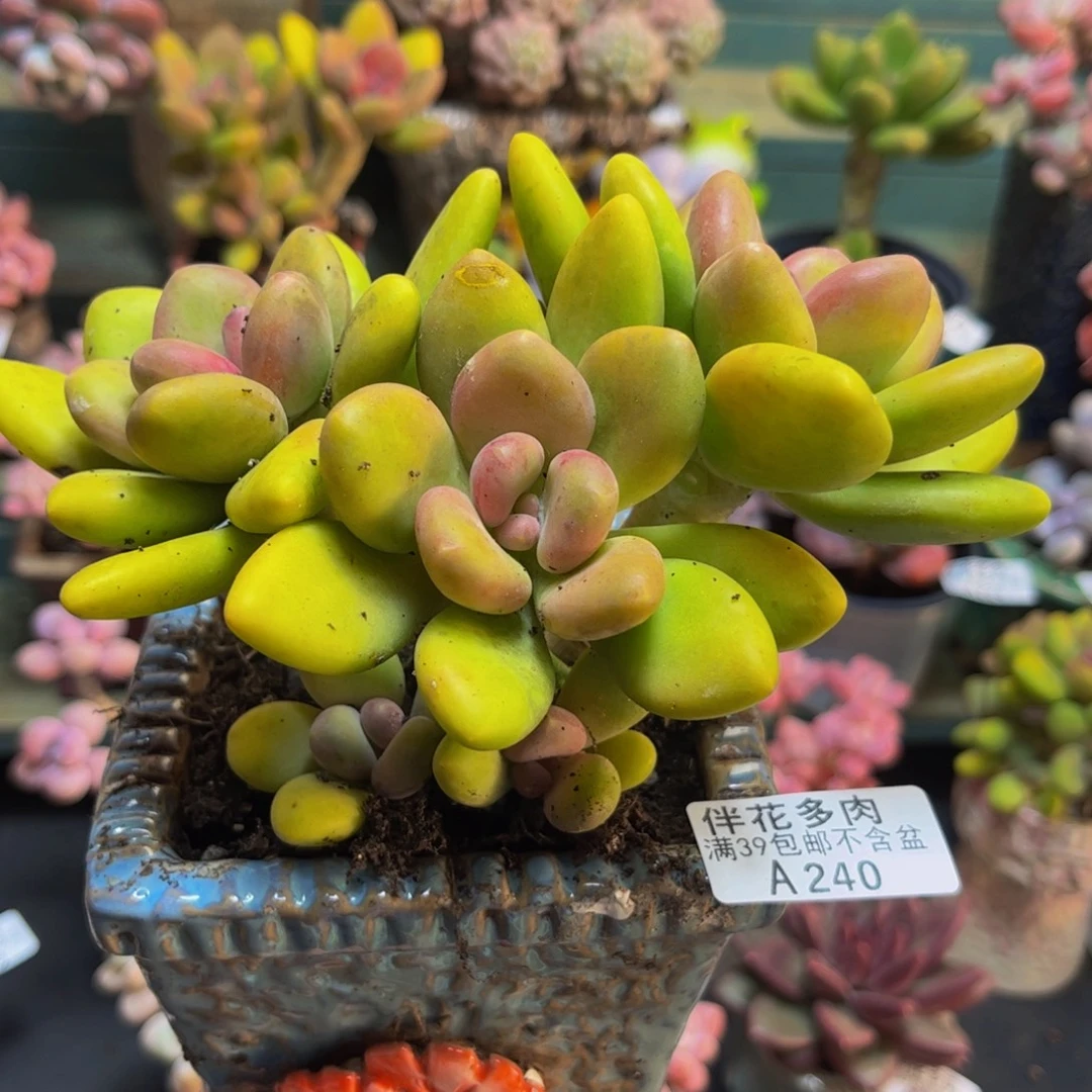 240芒果奶12cm多肉