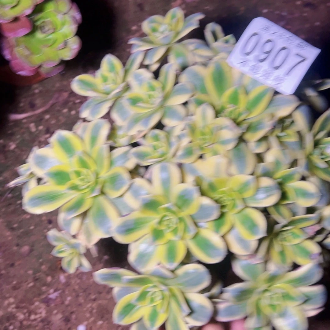 星报多肉植物法师0907