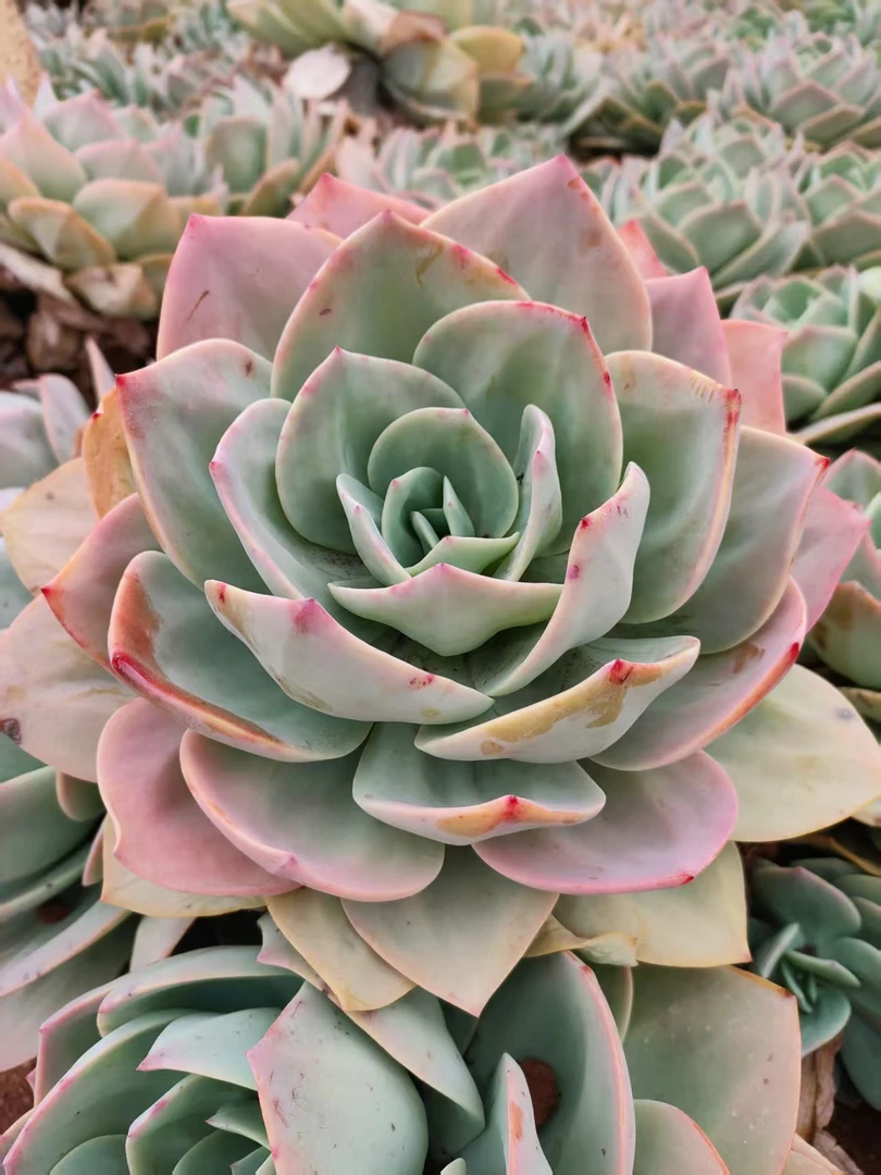 单头白凤新手必拍 好看好养 多肉植物云南昆明发货精品多肉