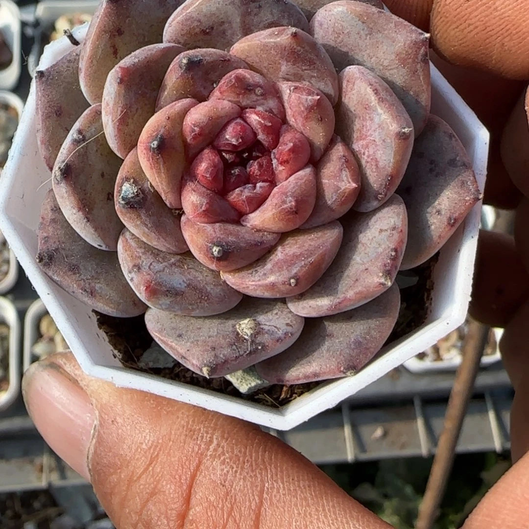 多肉小卡拉米糖心一物一拍