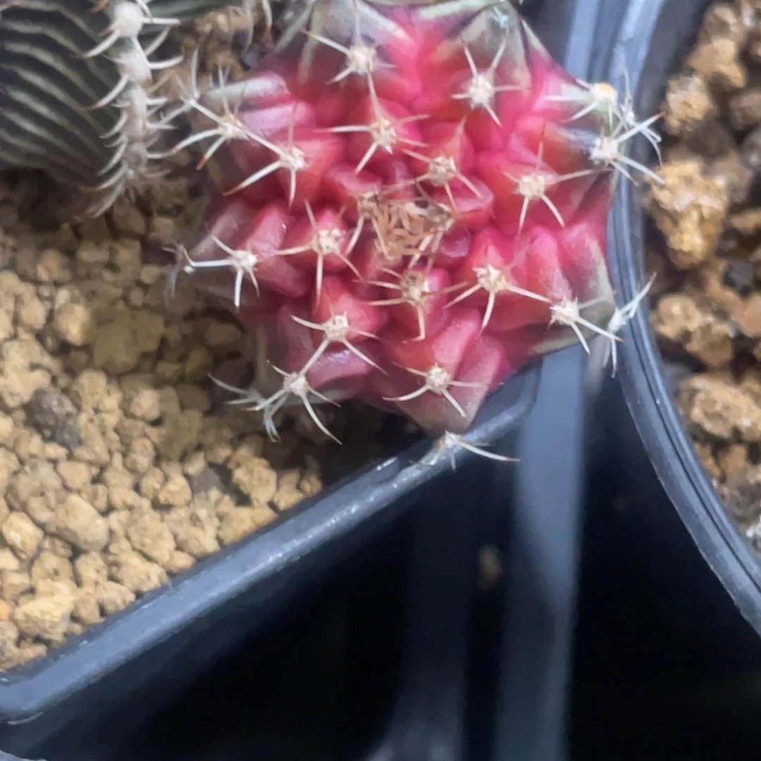 当前无花朵，栽培后可花朵紫宝石