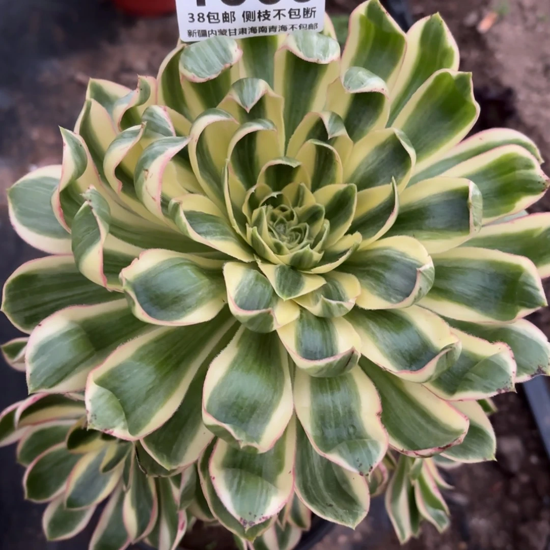 小***艾1棚法师00001869青莲